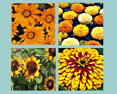 Blazing Sunset Seed Collection