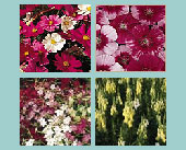 Butterfly Garden Seed Collection