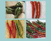 Pipin Hot Chili Pepper Seed Collection