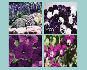 Cool Blues Seed Collection