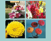 Cut Flower Seed Collection