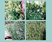 Gourmet Herb Seed Collection