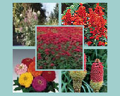 Hummingbird Garden Seed Collection