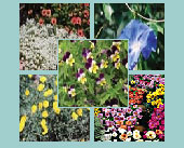 Pearls Garden Seed Collection