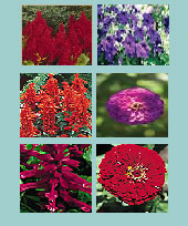 Reds and Purples Seed Collection