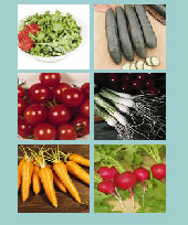 Salad Bowl Seed Collection