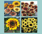 Sunwave Seed Collection