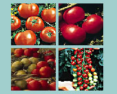 Tomato Lovers Seed Collection