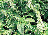 Bee's Select Herb Seeds