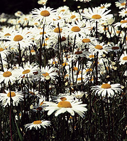 Alaska Shasta Daisy Seeds