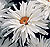 Crazy Daisy Shasta Daisy Seeds