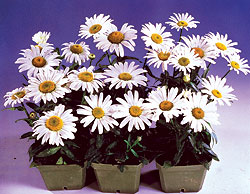 Snow Lady Shasta Daisy Seeds