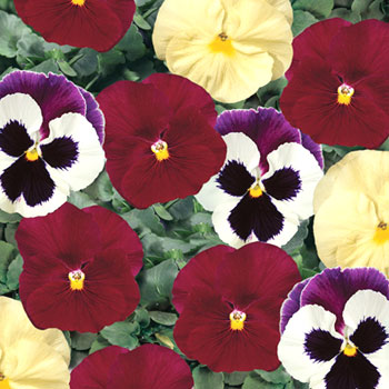 Delta Strawberry Shortcake F1 Pansy Seeds