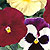 Delta Strawberry Shortcake F1 Pansy Seeds