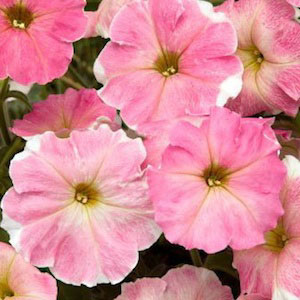 Dolcissima Siena F1 Italian Petunia Seeds