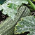 Container Patio Silver Bush Zucchini Seeds