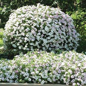 Tidal Wave Spreading Silver Petunia Seeds