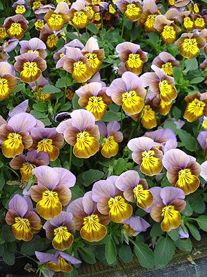 Skippy XL Plum Gold Viola Seeds