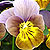 Skippy XL Plum Gold Viola Seeds