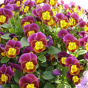 Skippy XL Red Gold Viola Seeds
