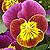 Skippy XL Red Gold Viola Seeds