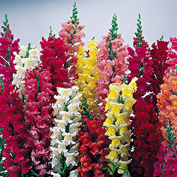 Medium Mix Snapdragon Select Seeds