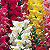Liberty Mix Snapdragon Seeds