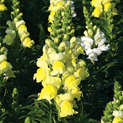 Liberty Yellow Snapdragon Seeds