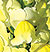 Liberty Yellow Snapdragon Seeds