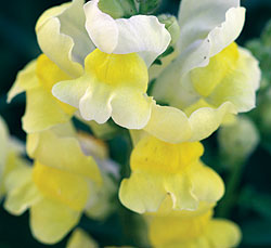 Rocket Lemon Snapdragon Seeds