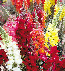 Tall Mix Snapdragon Select Seeds