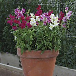 Snapshot Merlot Mix Snapdragon Seeds