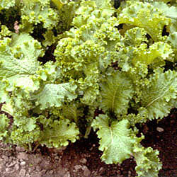 Southern Giant Curled Mustard Green Seeds