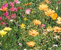Arizona Wildflower Seeds