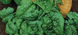 Melody Spinach Seeds