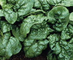 Tyee Spinach Seeds