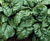 Tyee Spinach Seeds