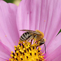 Squash Bee on Cosmos