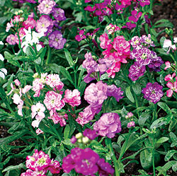 Stock Mix Select Seeds