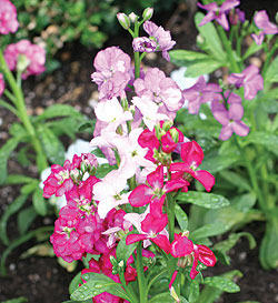 Vintage Red Stock Seeds