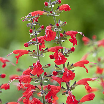 Summer Jewell Red F1 Salvia Seeds