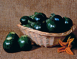 Eight Ball Zucchini Seeds