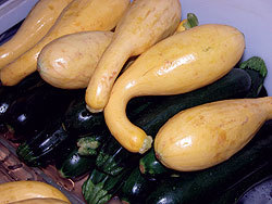 Gold Summer Crookneck Squash Seeds