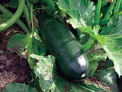 Dark Green Zucchini Seeds