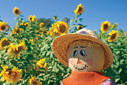 Big Smile Sunflower Seeds