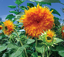 Tall Yellow Sunflower Select Seeds