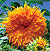 Tall Yellow Sunflower Select Seeds