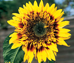 Joker Sunflower Seeds