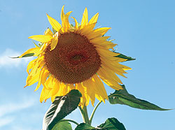 Tall Yellow Edible Sunflower Select Seeds