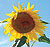 Tall Yellow Edible Sunflower Select Seeds